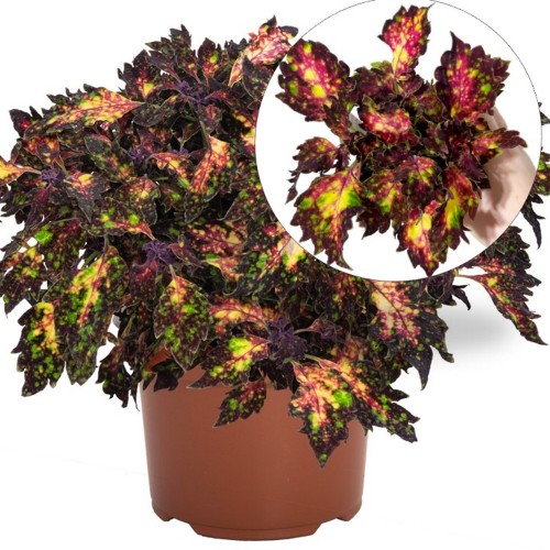 Coleus 'Down Town Santa Monica' - Kirinõges 'Down Town Santa Monica'